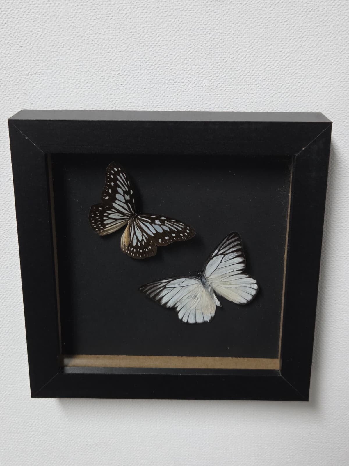 Ideopsis juventa & Prioneris philonome