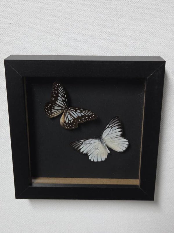 Ideopsis juventa & Prioneris philonome