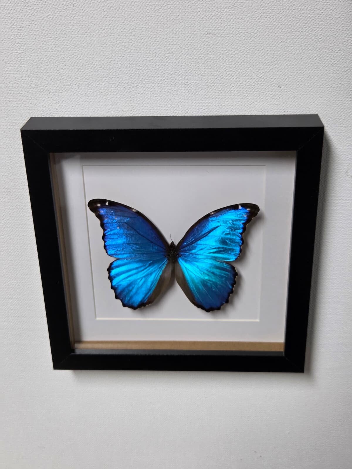 Morpho didius