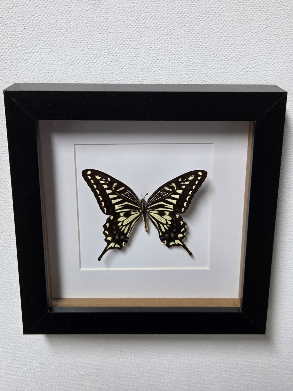 Papilio xuthus,  Aziatische koninginnepage