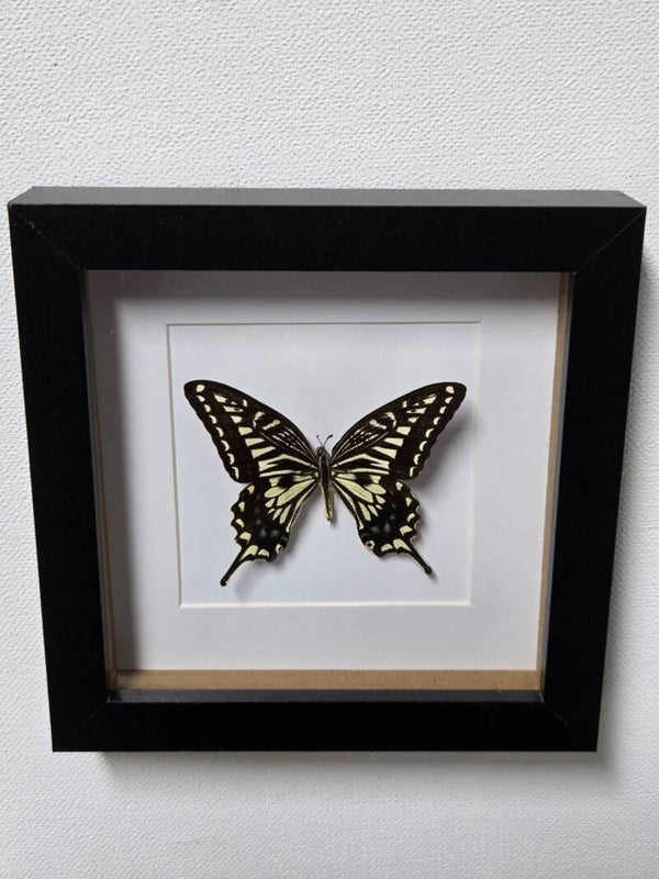 Papilio xuthus,  Aziatische koninginnepage