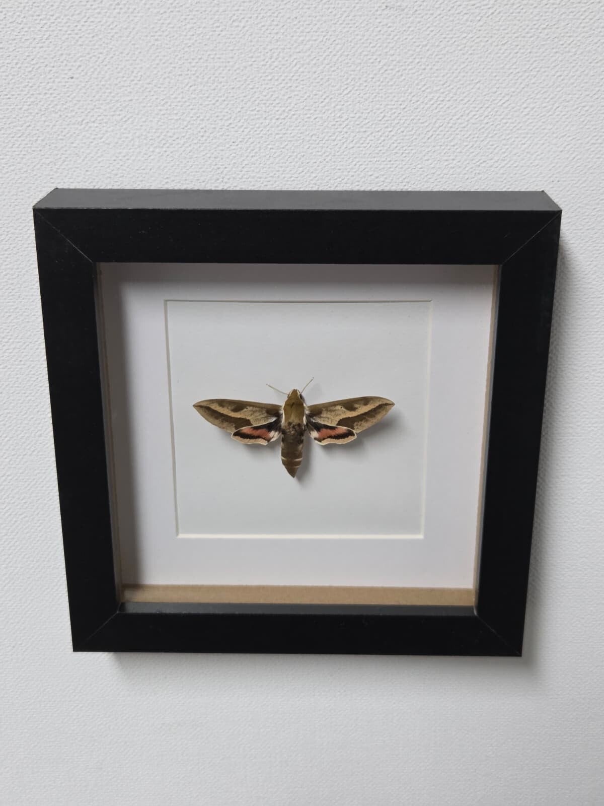 Hyles gallii, Walstropijlstaart