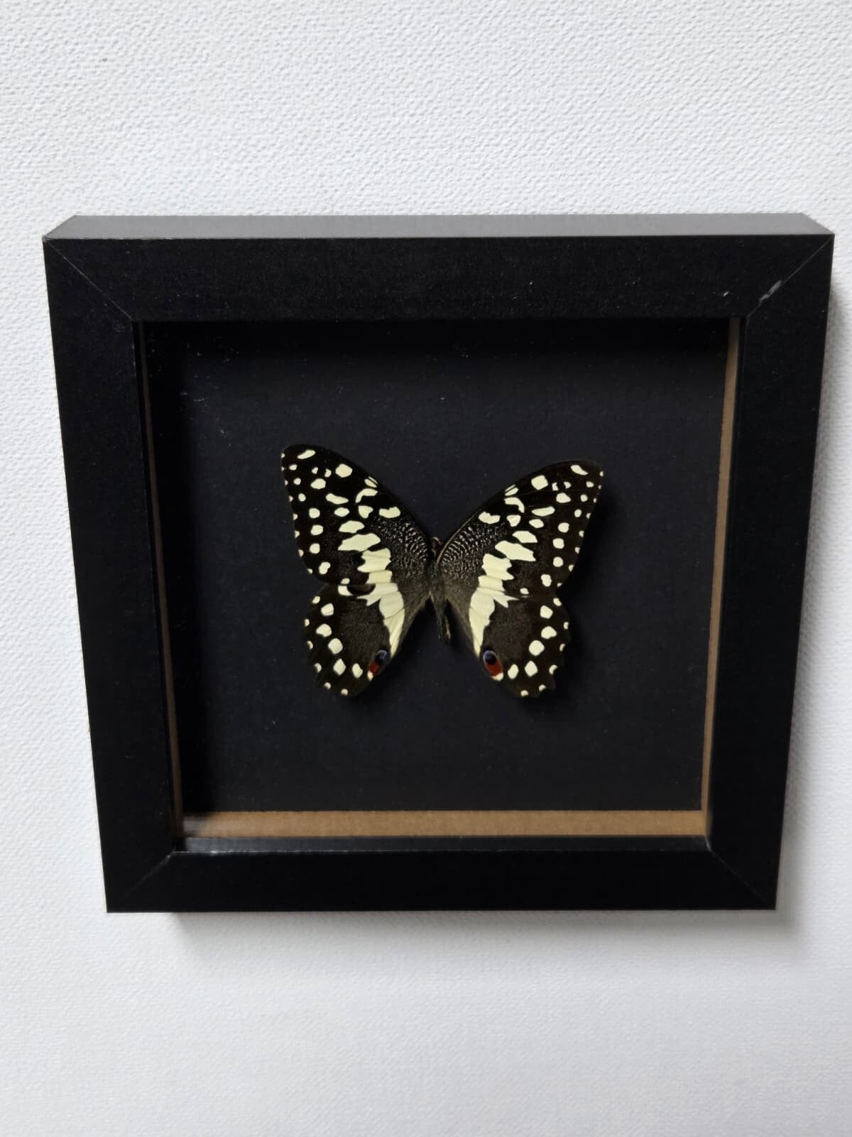 Papilio demodocus, Citrusvlinder