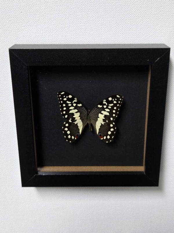Papilio demodocus, Citrusvlinder