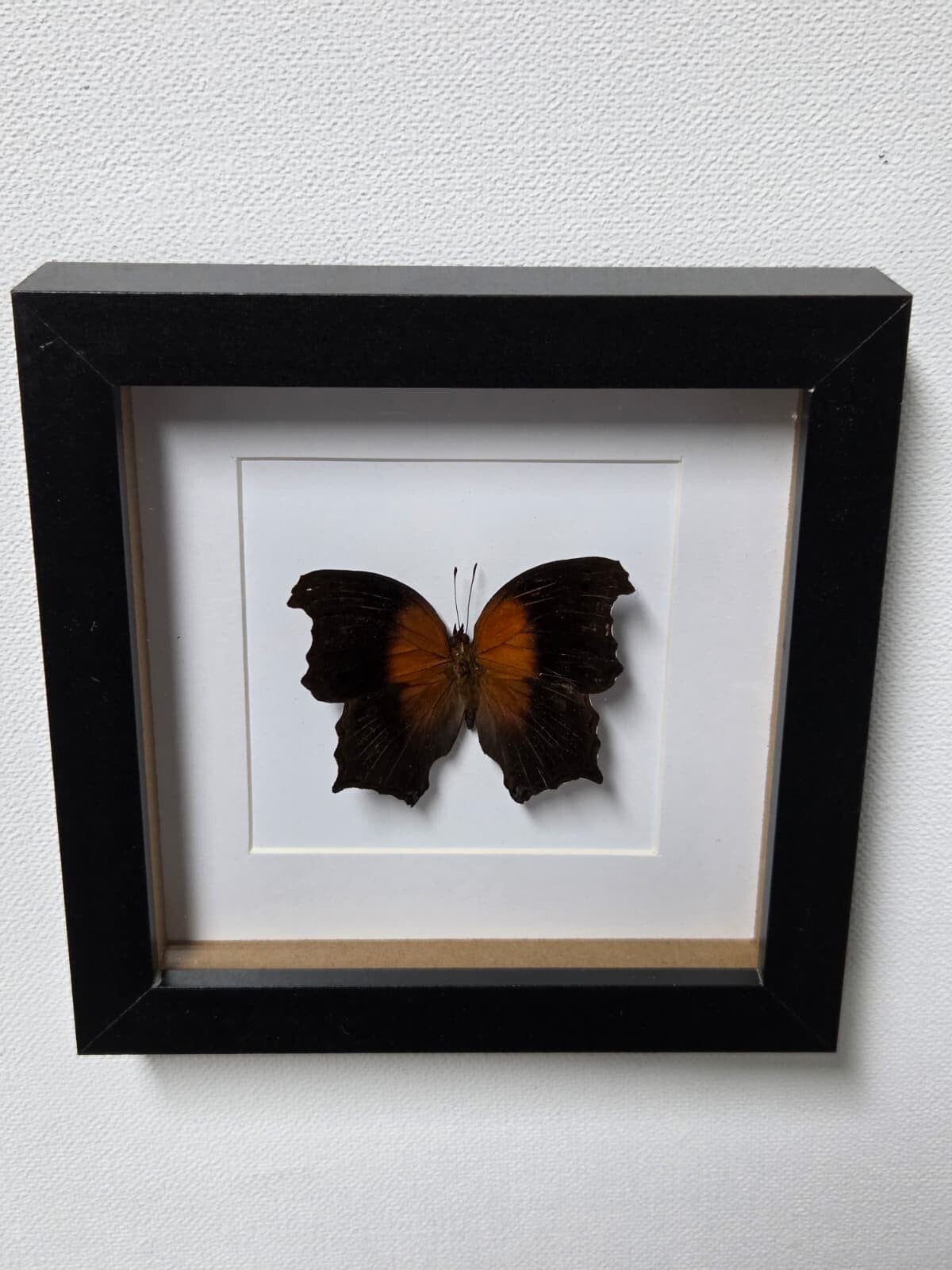 Salamis cacta, Lilac mother of pearl