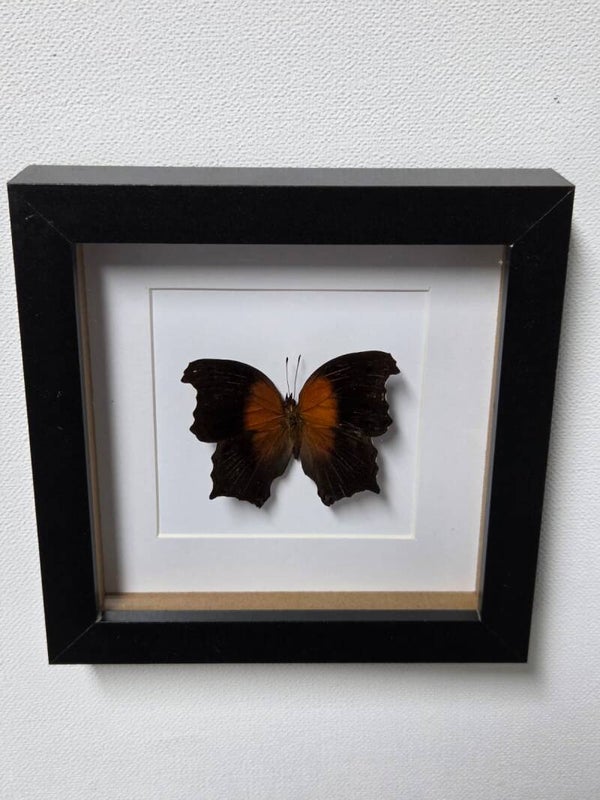 Salamis cacta, Lilac mother of pearl