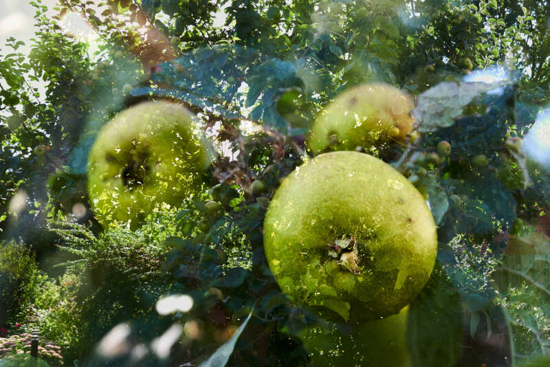 ca_01_a-pfel-im-baum-standard.jpg