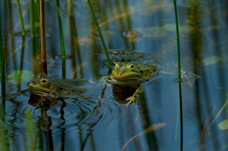 juergen07_totale_detail_teich_2_juergen_struss-standard.jpg