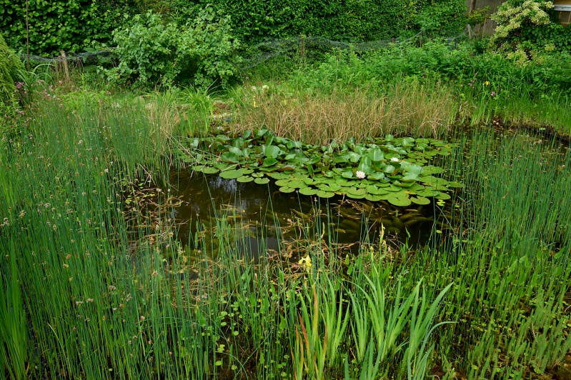 juergen_05_totale_detail_teich_1_juergen_struss-standard.jpg