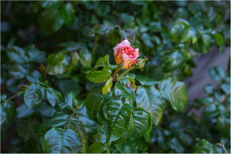 kf_totaledetail_rose_klaus-fischer_hildesheim-standard.jpg
