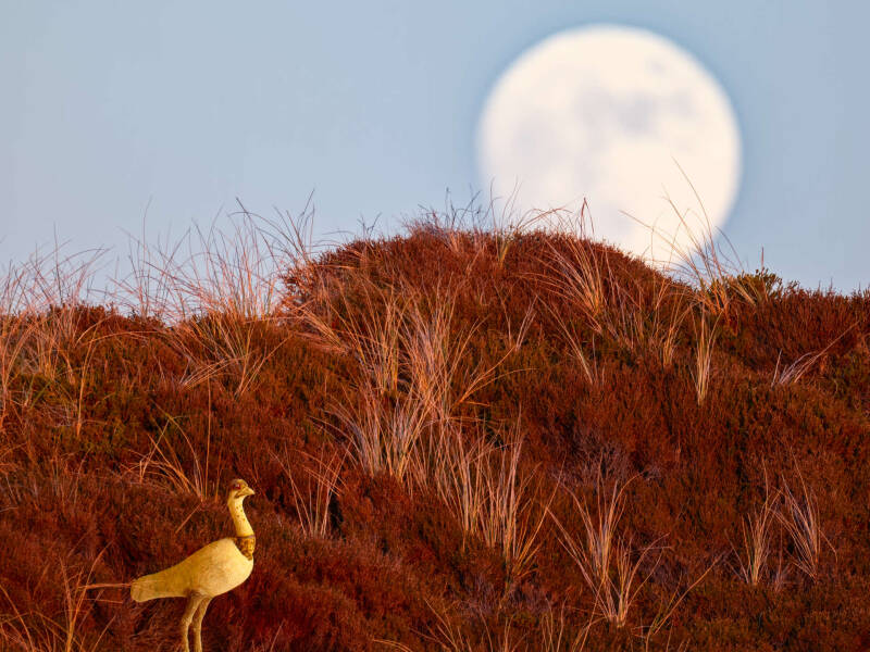 uf_02_vogel_im_abendlicht-standard.jpg