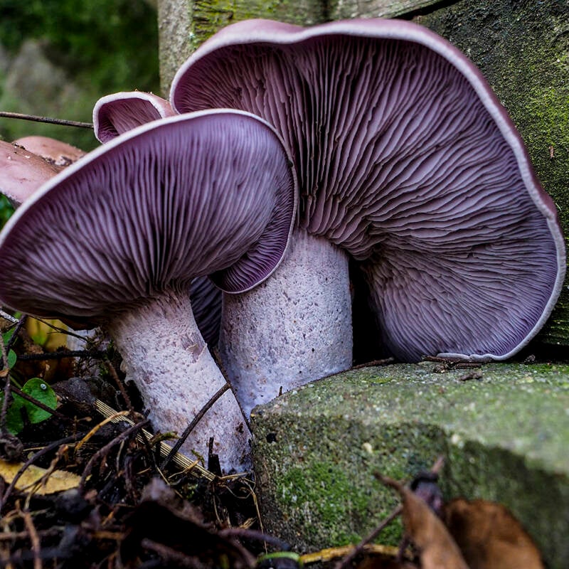 wor-03-pilz-235873-standard.jpg