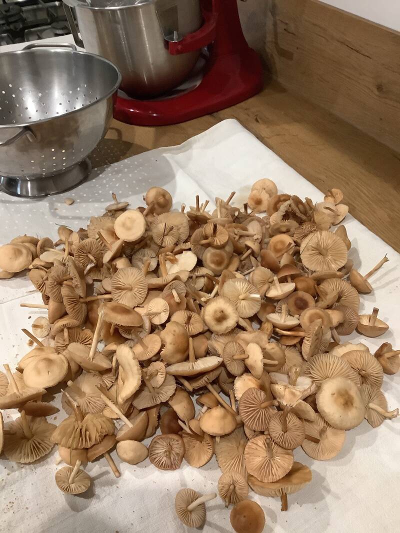 champignons-d-automne-standard.jpg