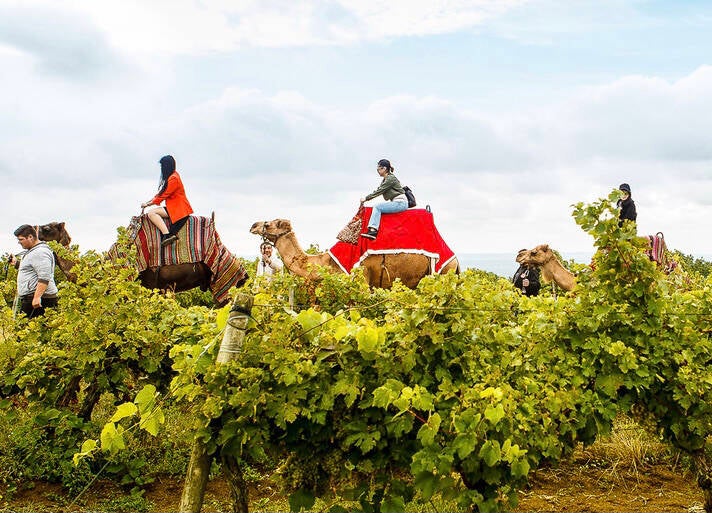 dromadaires-dans-les-vignes-standard.jpg