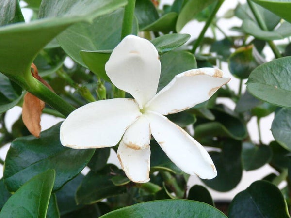 Carissa grandiflora (Natal pruim)