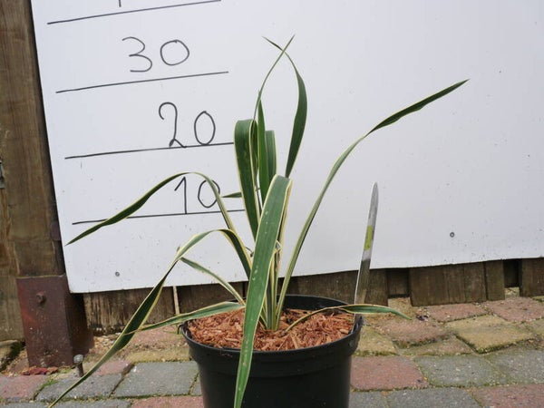 Yucca filamentosa Bright Edge