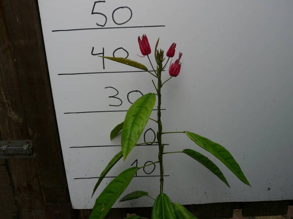 Pavonia multiflora