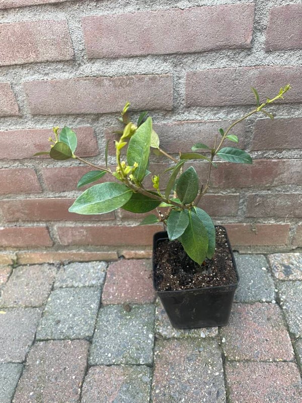 Tracheleospernum Jasminoides (Toscaanse Jasmijn)