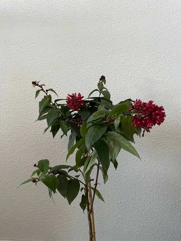 Cestrum elegans (Rode regen)