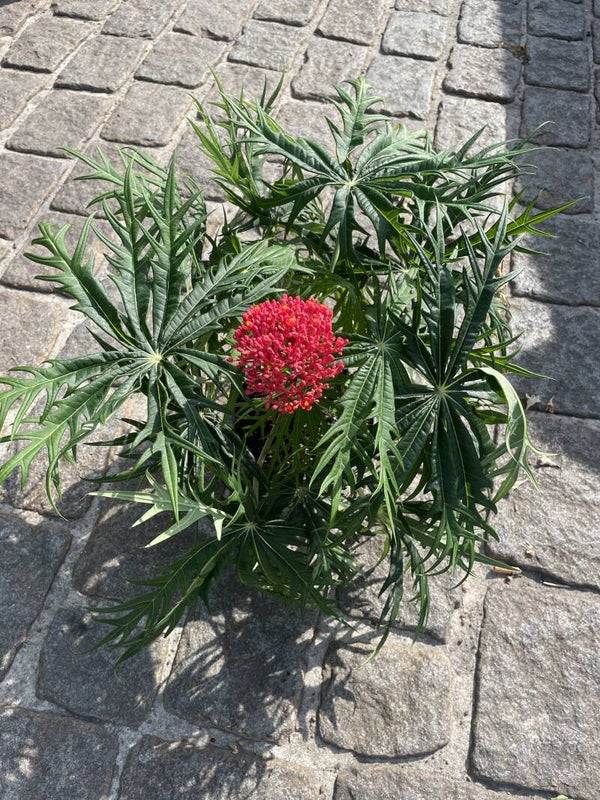 Jatropha multifada