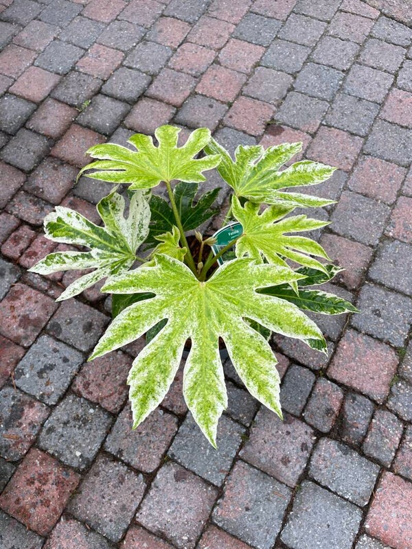 Fatsia japonica "Spiders Web" (Japanse vingerplant)