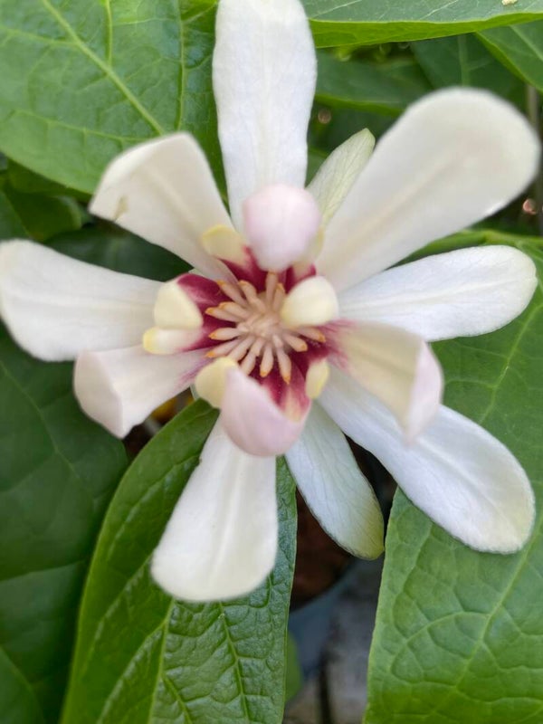 Sinocalycanthus raulstonii Venus