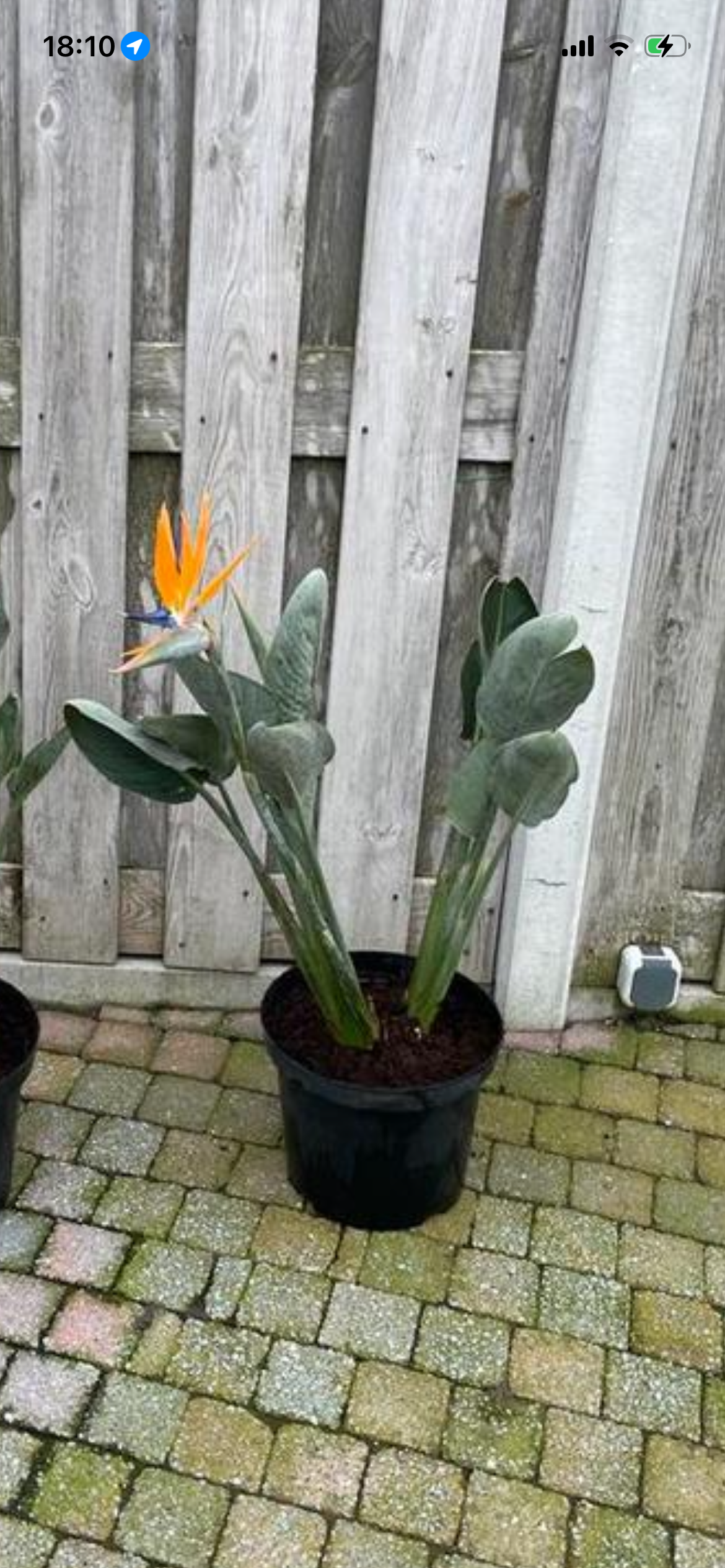 Strelitzia Reginea