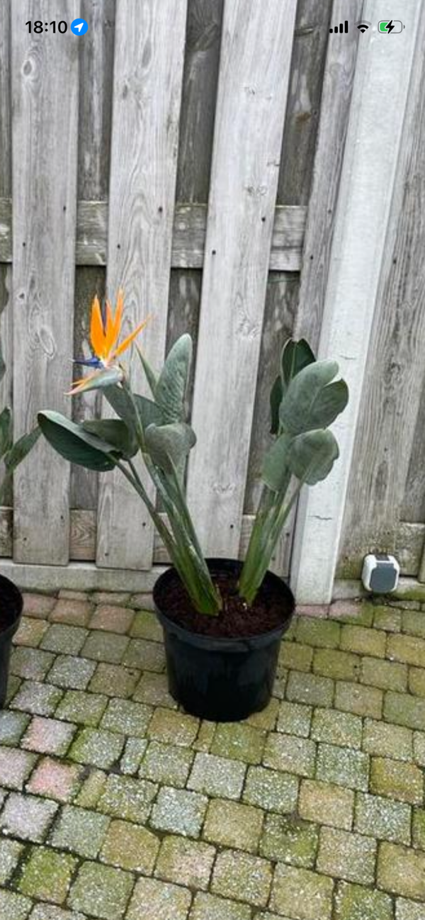 Strelitzia Reginea