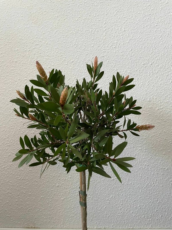 Callistemon rigidus. (Lampepoetser)