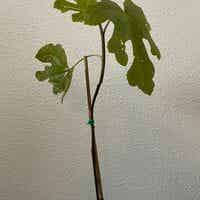 Ficus carica. (Vijg)