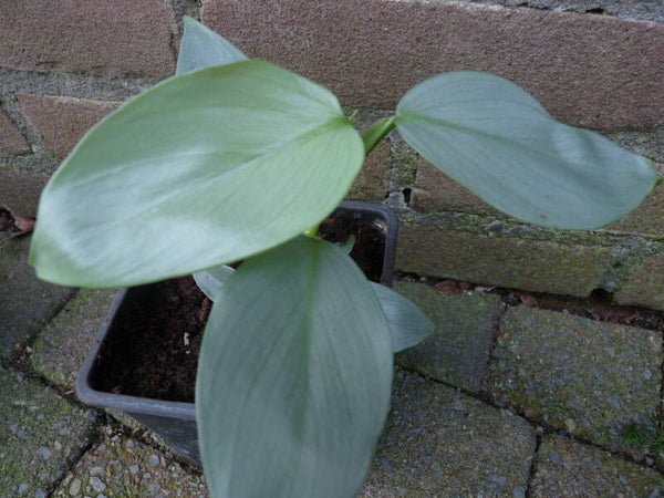 Philodendron Grey