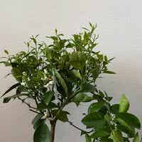 Citrus sinensis "Arancio" (Sinaasappelboom)
