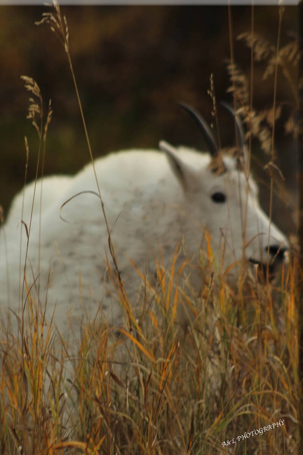 MOUNTAIN GOAT PEERING THROUGH THE BEAUTIFUL FALL FOLIAGE OF SPEARFISH CANYON