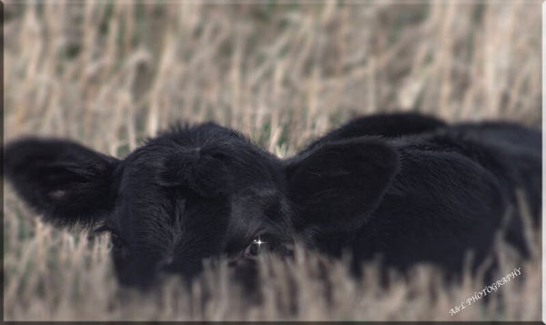 baby calf peering through the field