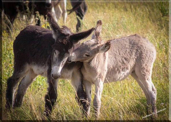 donkey lovin