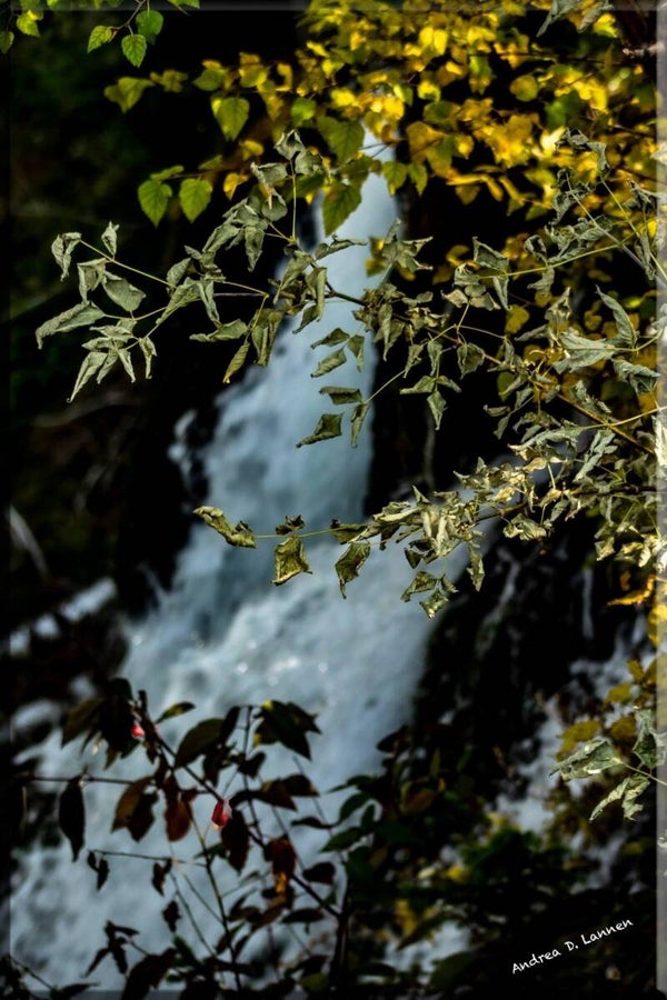 FALLS THROUGH THE FOLIAGE