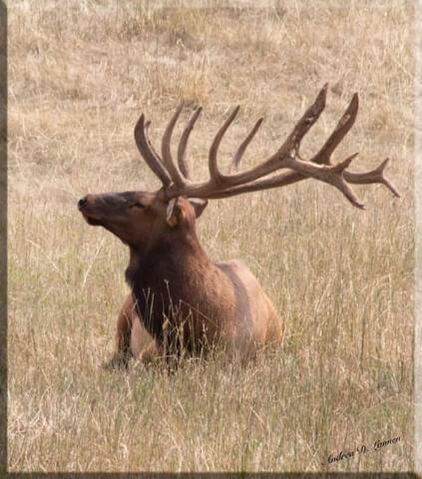 BEAUTIFUL ELK BASKING IN THE FIELD