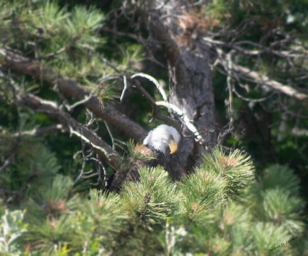 EAGLE IN THE PINE