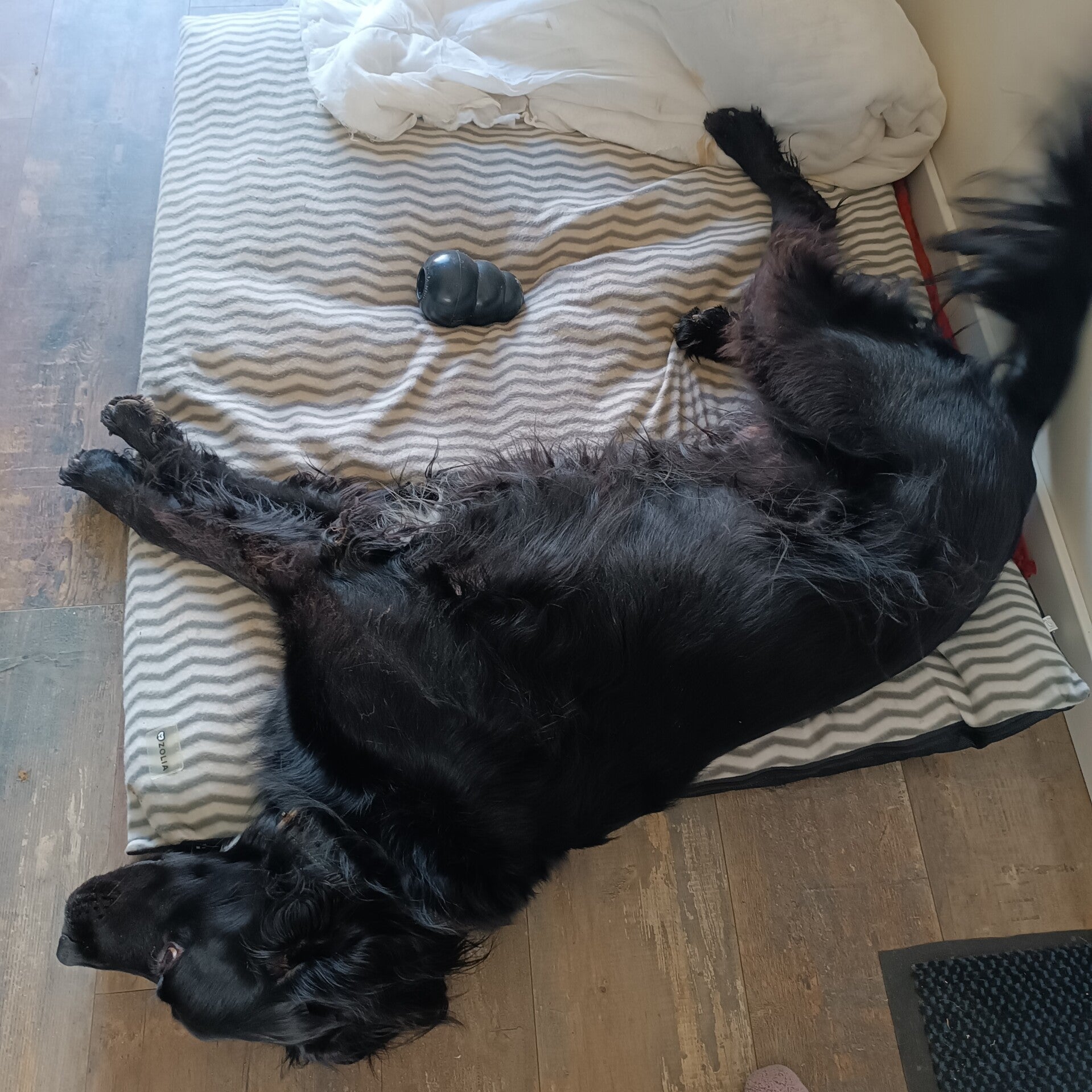 Nelson en plein effort