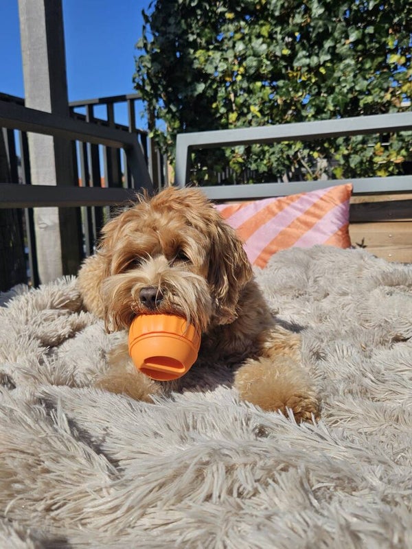 Pupcicle ORANGE