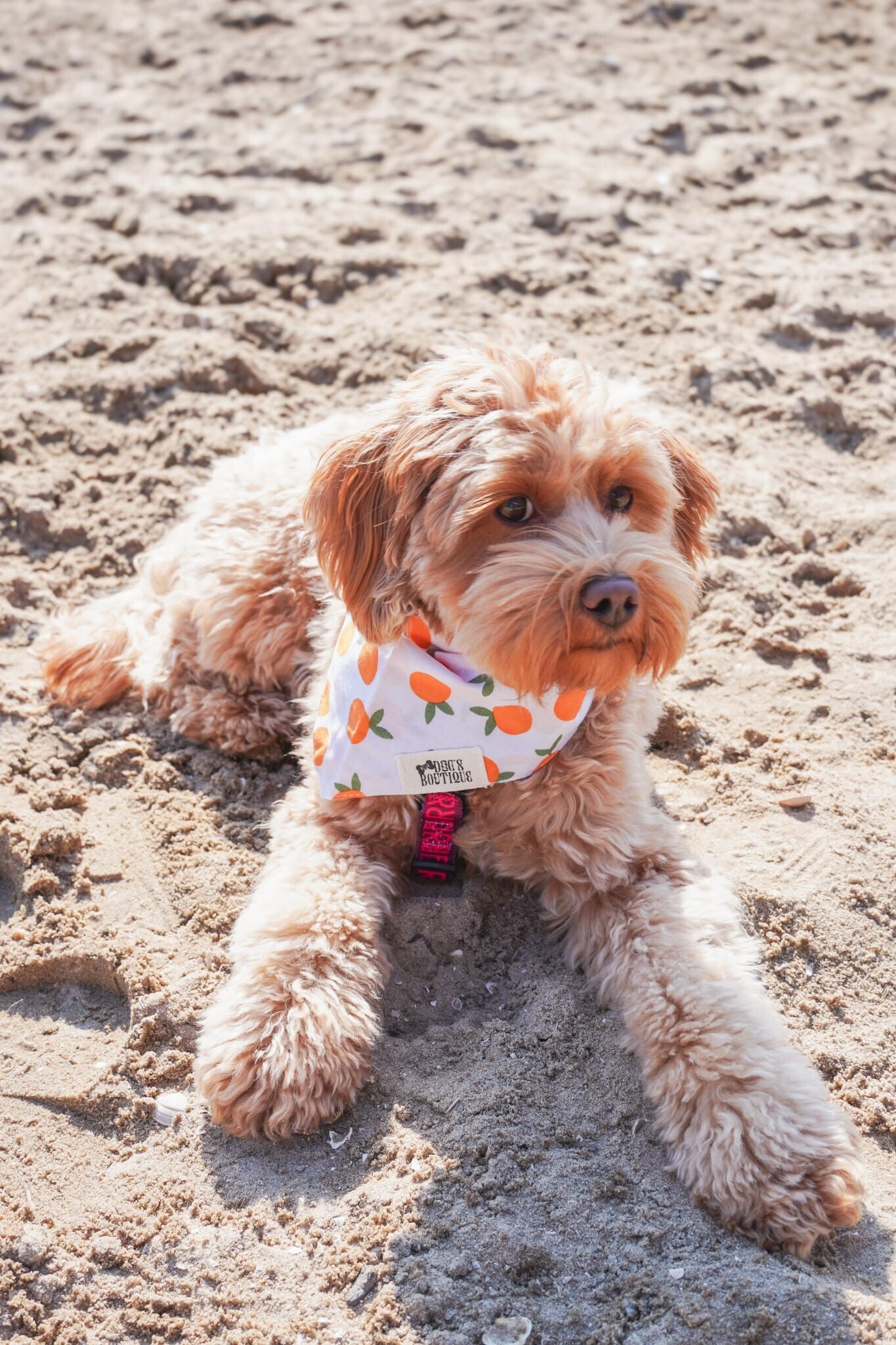 Bandana YOURDOGSBOUTIQUE orange