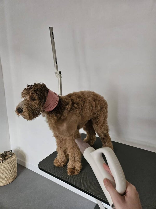 Gehoorbeschermer hond