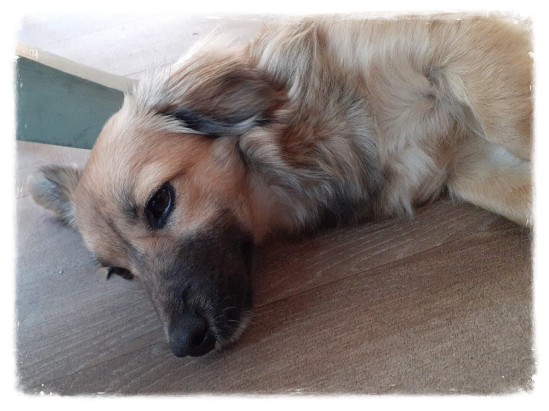 rescuepup vacht pluizig kokoni mix pup