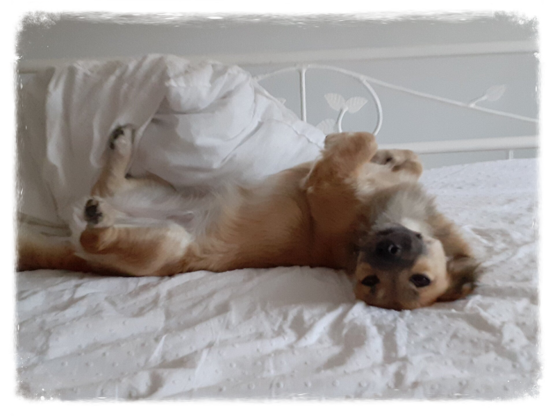 hondengedrag kokoni schattig puppyproblemen 