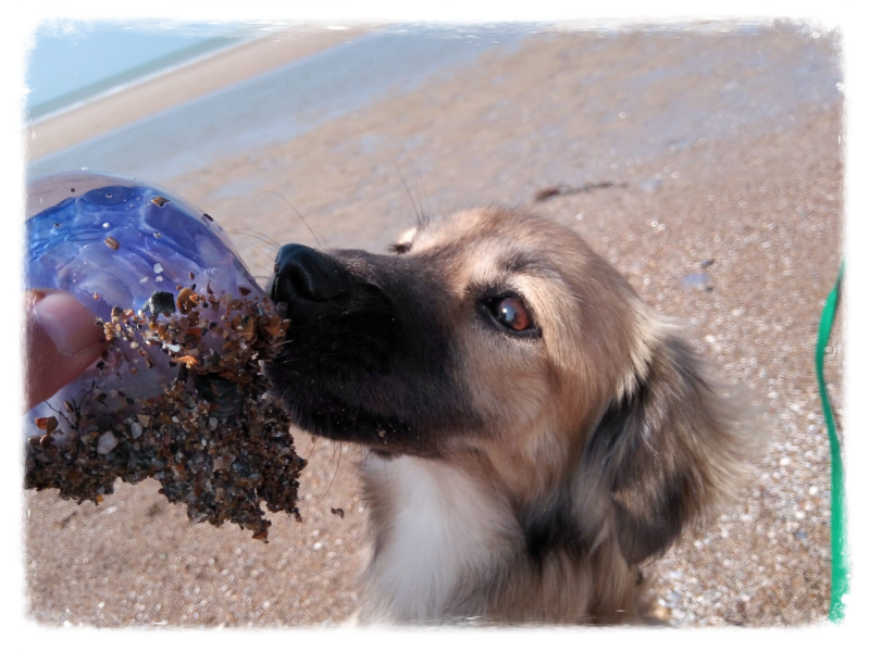 schattige hond met fluffy oren kokoni mix