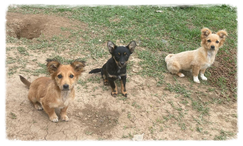 kokoni mix puppy rescue hondjes minihondjes