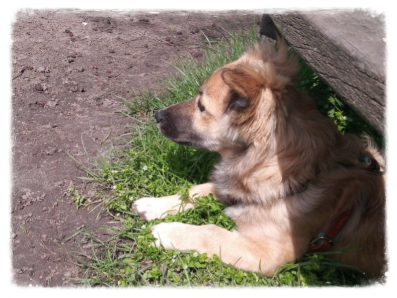 griekse rescue hond dwam tuig vachtverzorging gebitsproblemen puppytraining