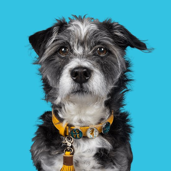 DWAM Dog with a Mission Halsband Hond – Hondenhalsband – Geel – Leer – XS – Halsomvang tussen 23-29 cm – New York Yankee