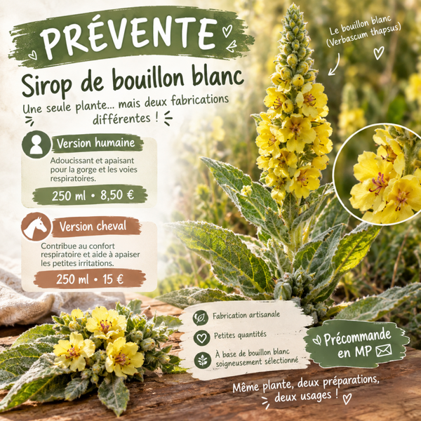 🌿 Sirop de Bouillon Blanc – Version Humaine