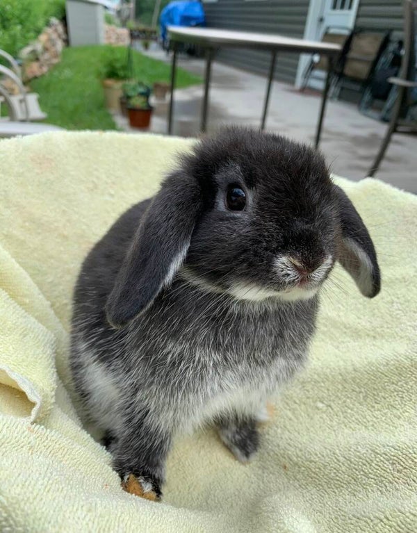 Pedigreed holland lop buck